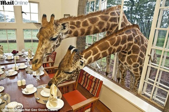 Girafas