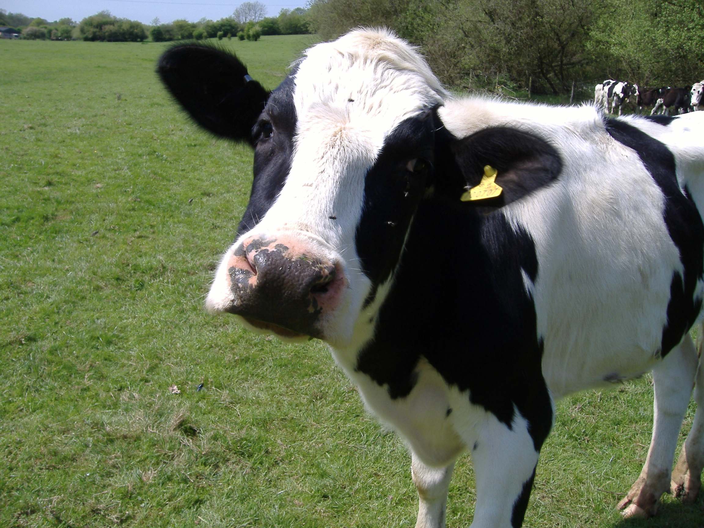 Vaca-amistosa