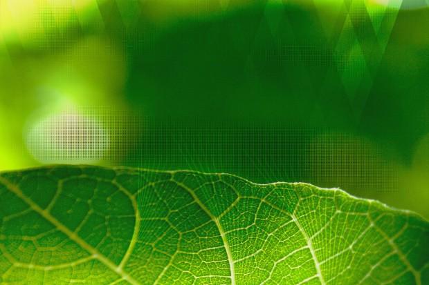 Macro leave